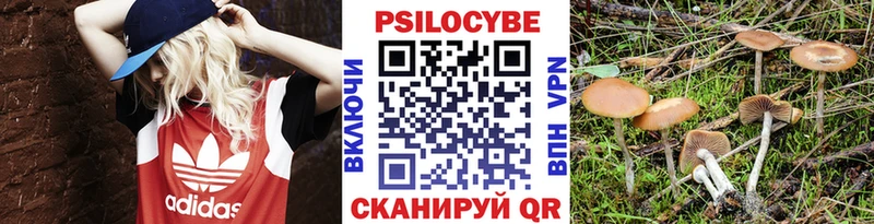 наркошоп Городовиковск Галлюциногенные грибы Psilocybe
